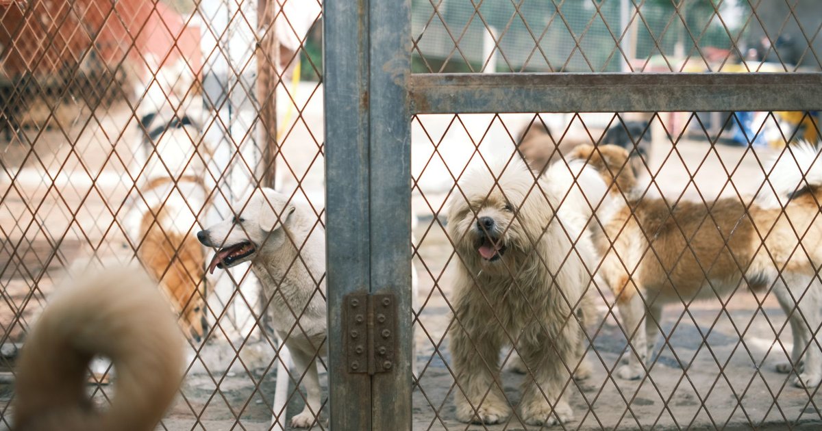Perro mestizo tumbado dentro de una jaula de una protectora de animales, mirando hacia la cámara