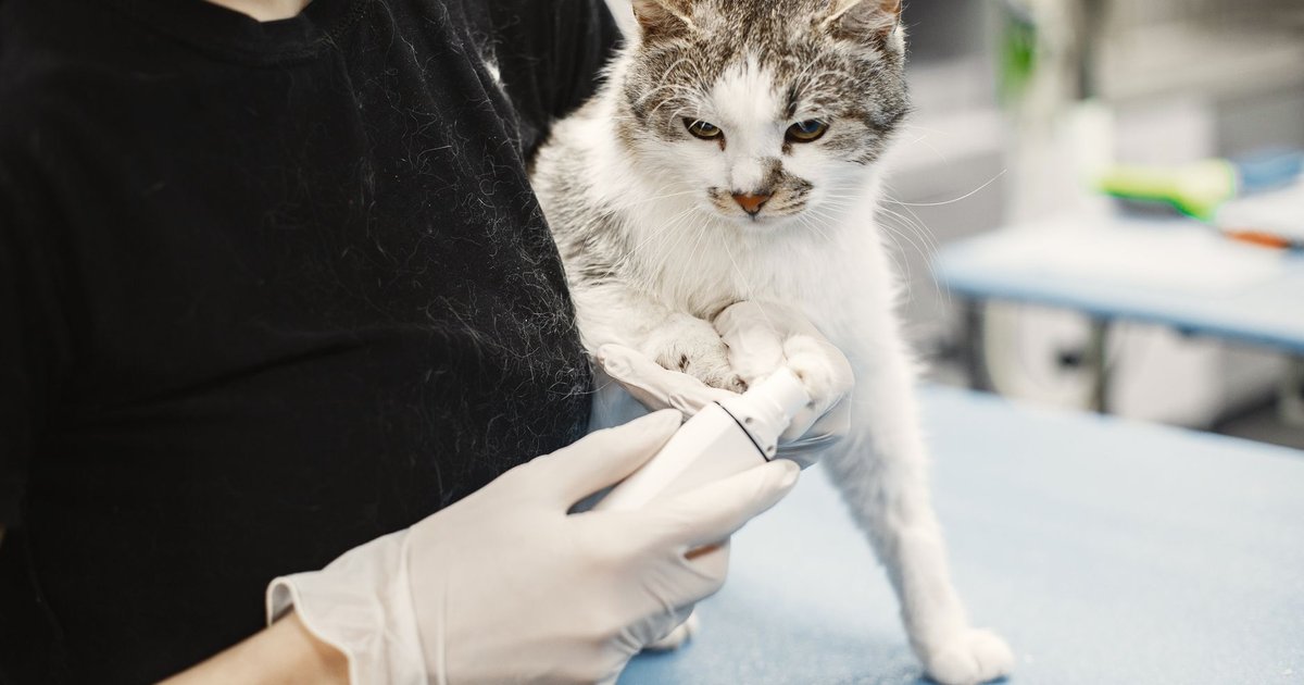 Chip obligatorio para gatos, otra ola de calor y ayudas para mascotas de víctimas de violencia machista