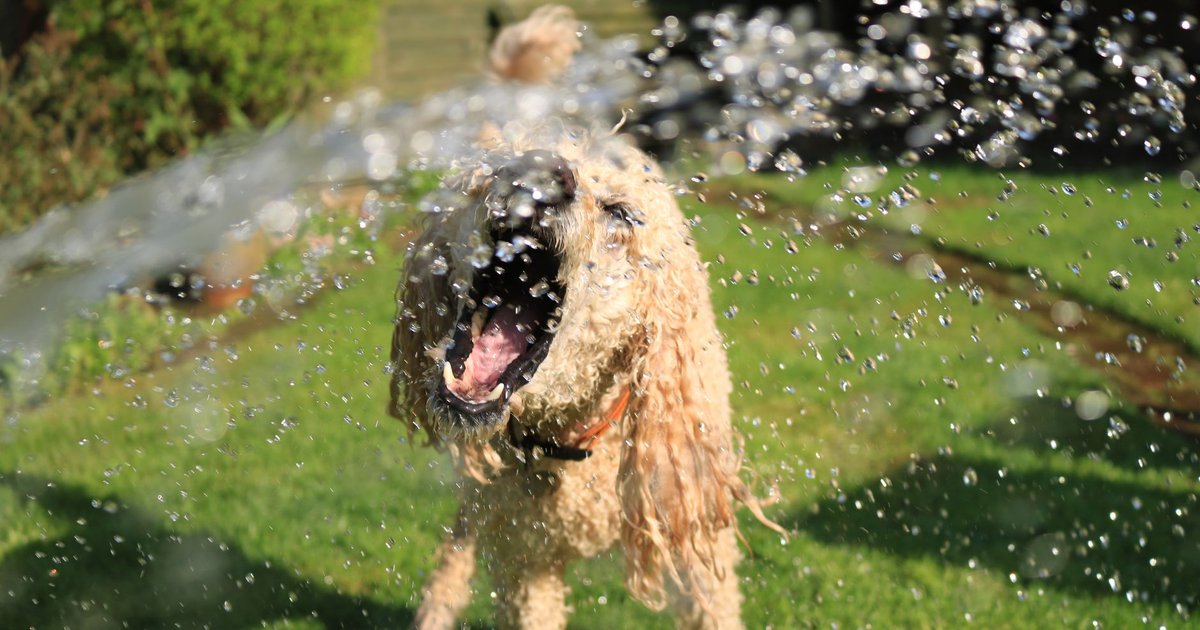 Golpe de calor, leishmaniosis felina y el 75% de perros sin chip: la semana en el mundo de las mascotas