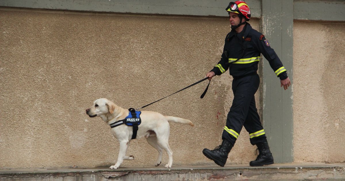 Un equipo de rescate atiende a un perro durante una emergencia
