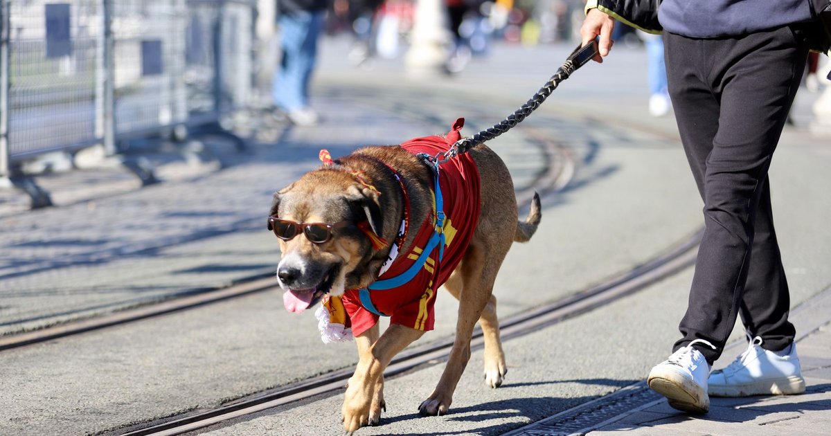 Perros en bares, balcones prohibidos y una deducción fiscal: lo más relevante de esta semana para dueños de mascotas en España
