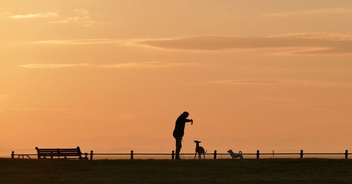 Persona sentada al aire libre abrazando a su perro en un parque