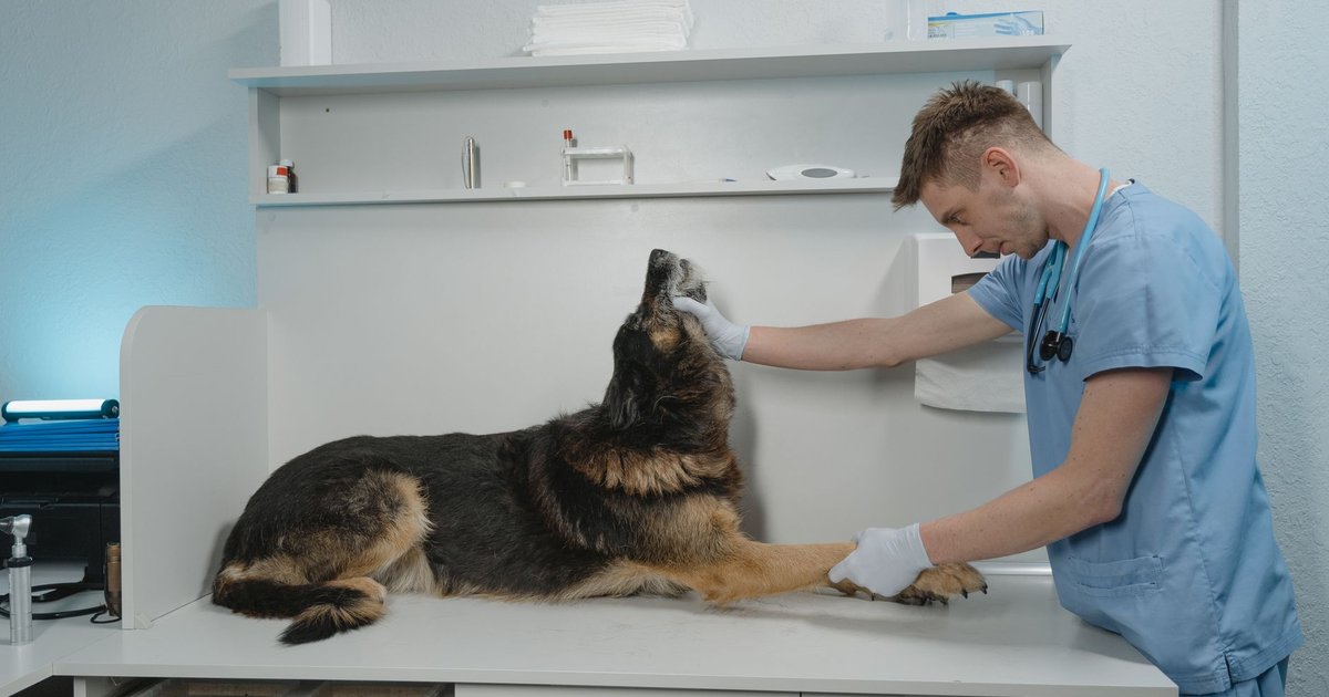 Perro sentado en la mesa de una consulta veterinaria mientras un veterinario le revisa con un fonendoscopio.