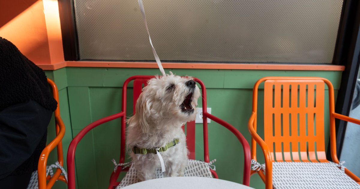 Primera ley europea para perros y gatos, carteles en restaurantes y la vacuna antirrábica que cierra en junio