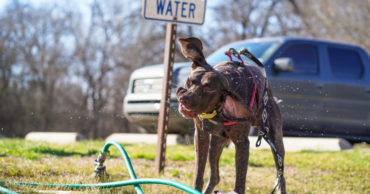 Perro bebiendo agua de un cuenco al aire libre en un jardín en un día soleado de verano
