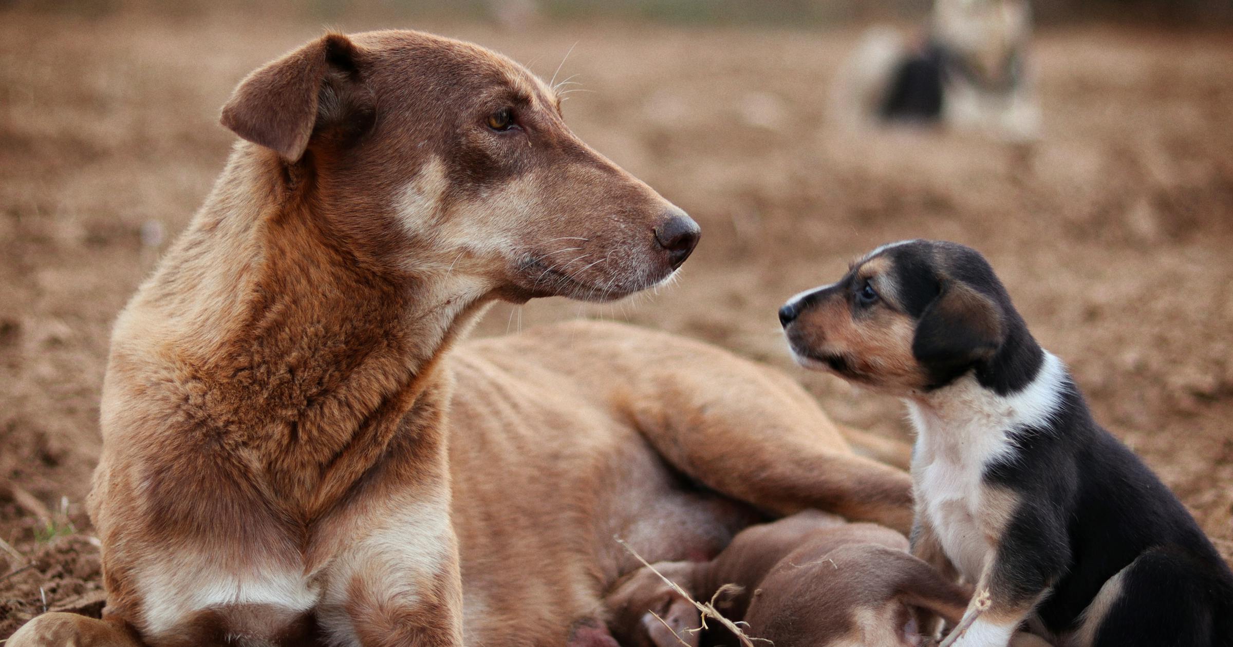 Una perra adulta observa a sus cachorros en un entorno al aire libre