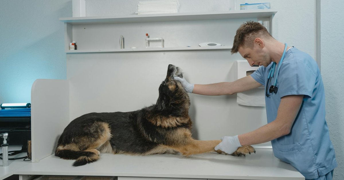 Manos de un veterinario preparando comprimidos de medicación para un perro