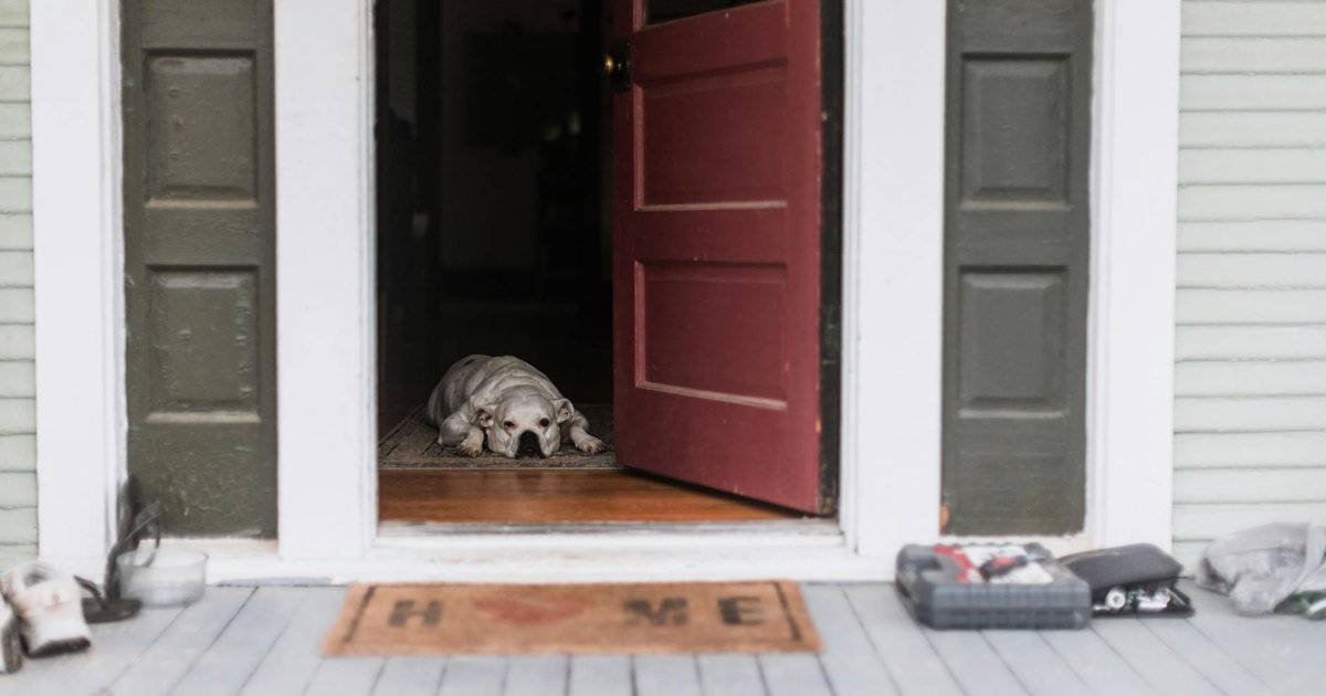 Un perro espera junto a la puerta de casa