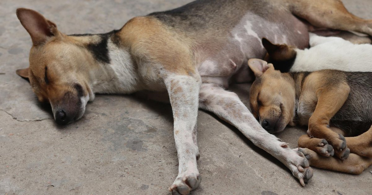 Varios cachorros juntos en una camada