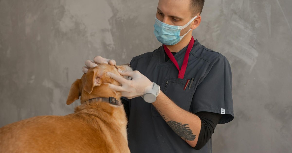 Una veterinaria examina a un perro en la consulta