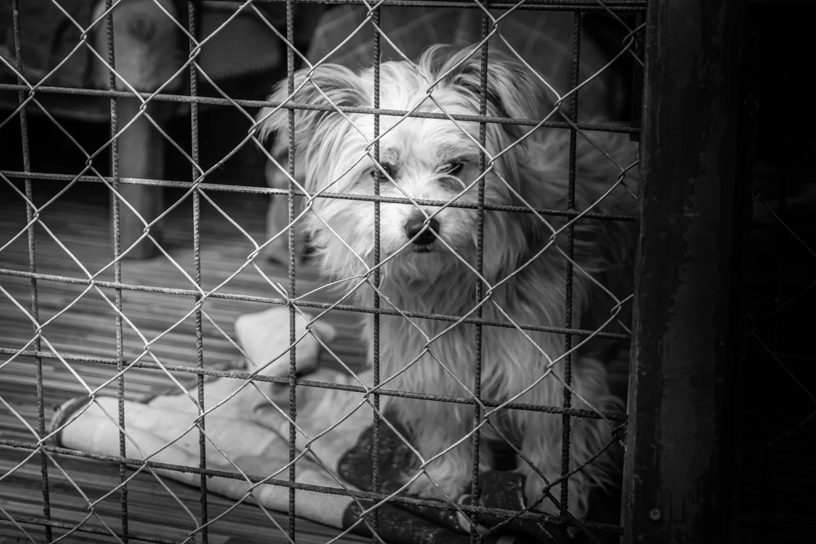Acostumbrar al perro al transportín o jaula