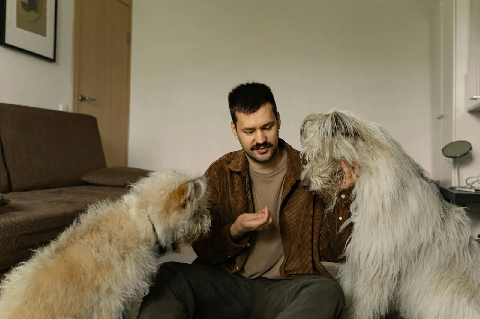 Alimentación del perro recién adoptado