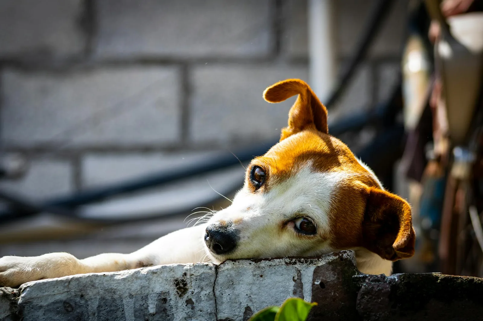 Analítica anual en perros adultos: por qué