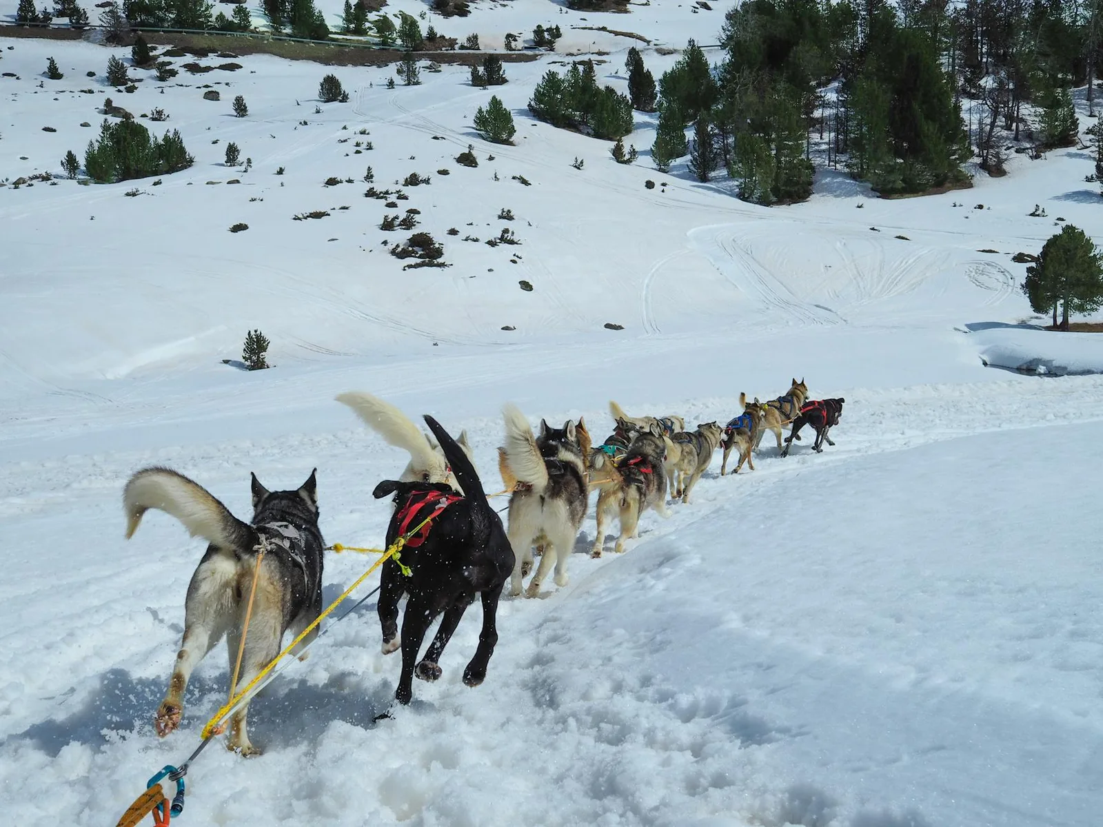Ayuno intermitente en perros: cuándo sí y cuándo no