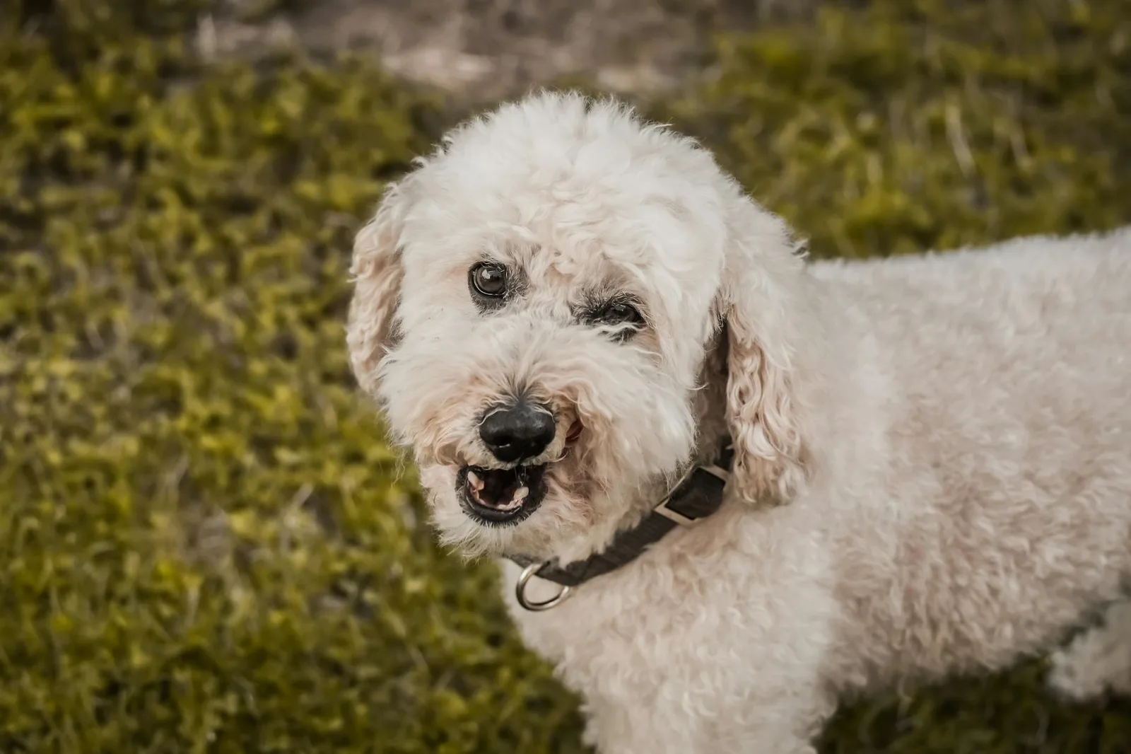 Cepillado dental diario en perros