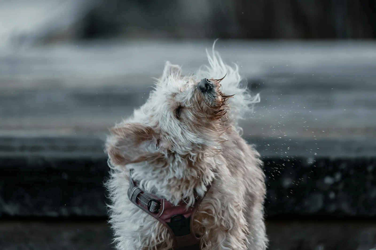 Champú seco canino: cuándo y cómo usarlo