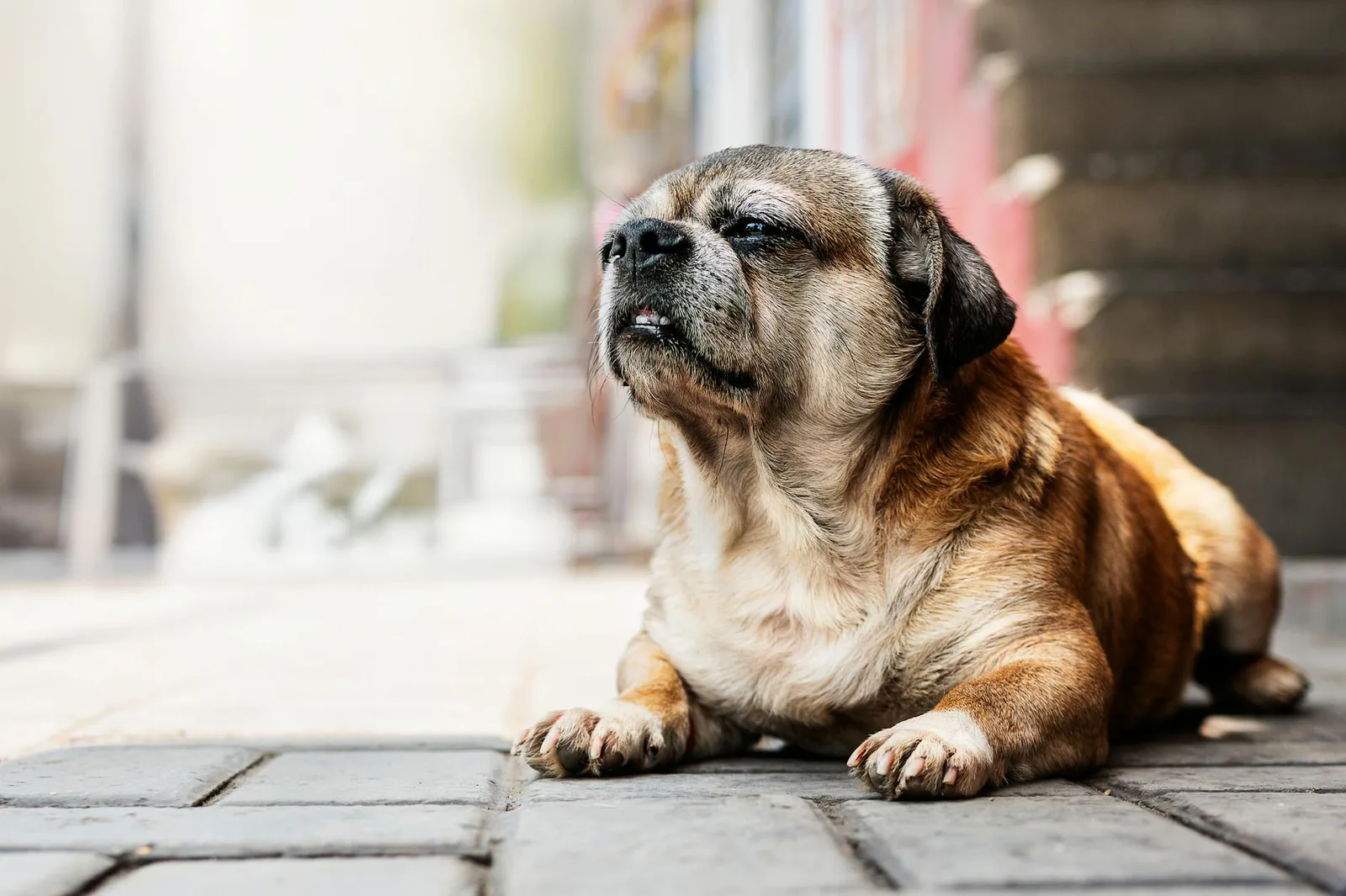 Identificar y manejar el dolor articular en perros mayores
