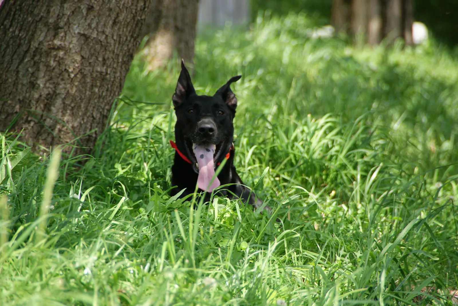 Salir a correr con tu perro: cuándo y cómo