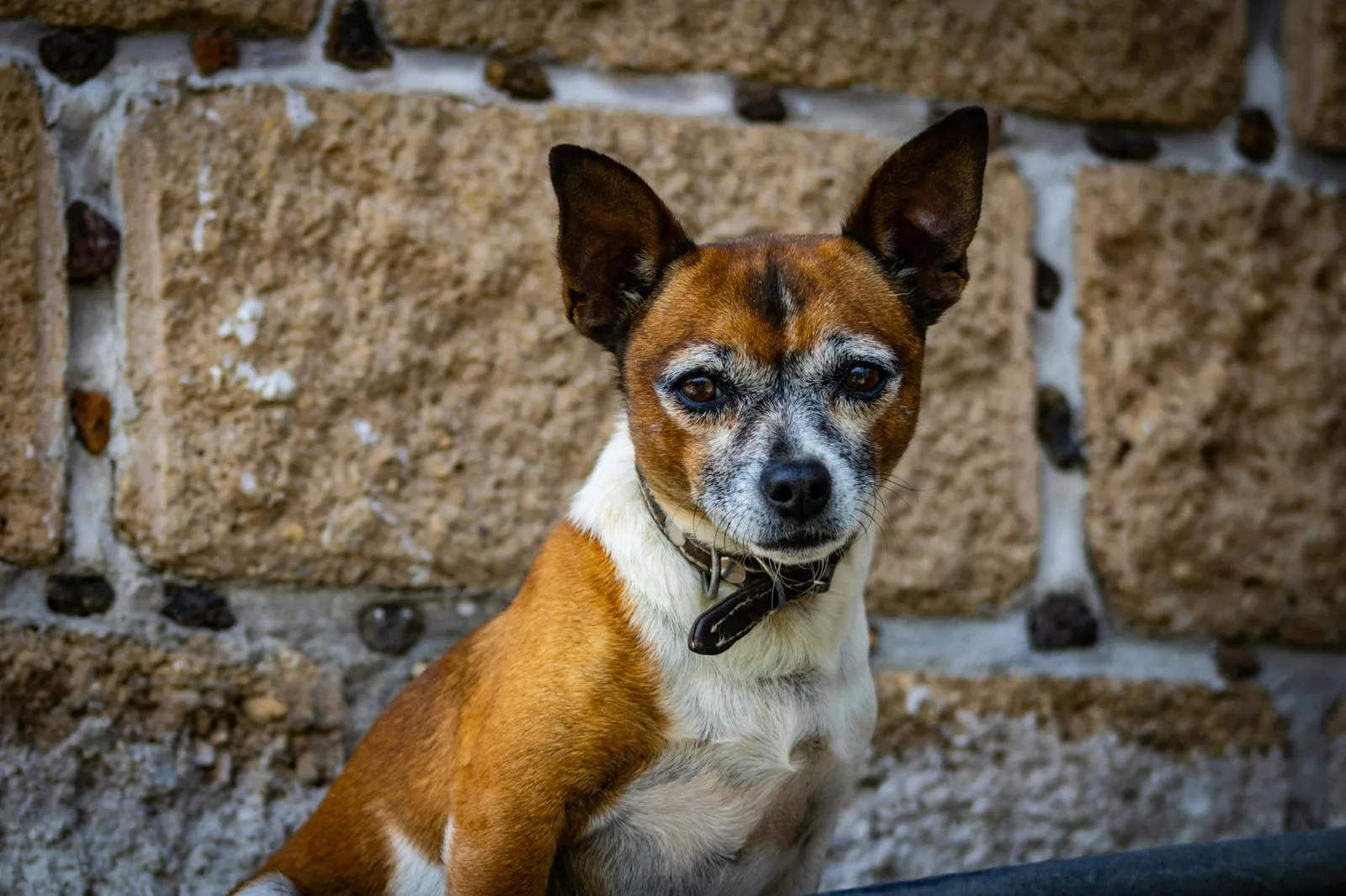 ¿Cuándo se considera senior a un perro?