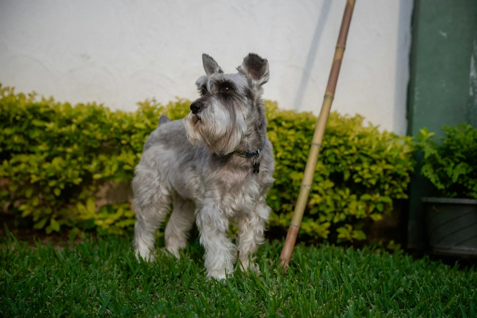 Rutina de higiene para perros con piel sensible