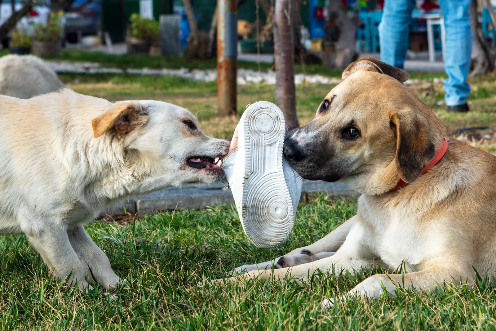 Dejar que tu perro deje de morder muebles y zapatos