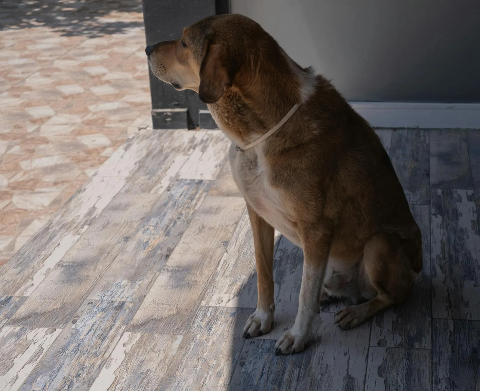 Desparasitación externa: pulgas y garrapatas