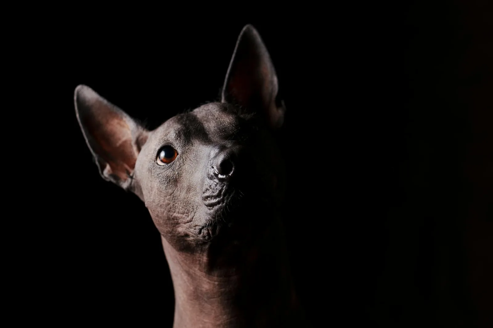 Dieta hipoalergénica para perros con alergia alimentaria