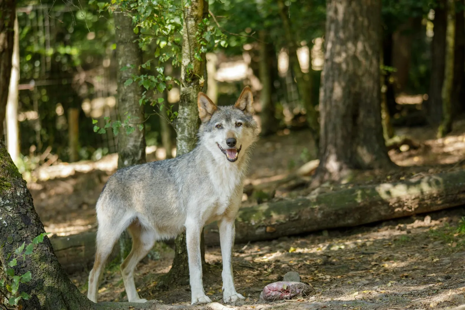 Cambios en la dieta del perro senior