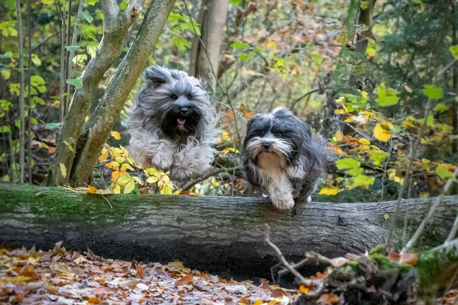 Plan de ejercicio progresivo para perros con sobrepeso