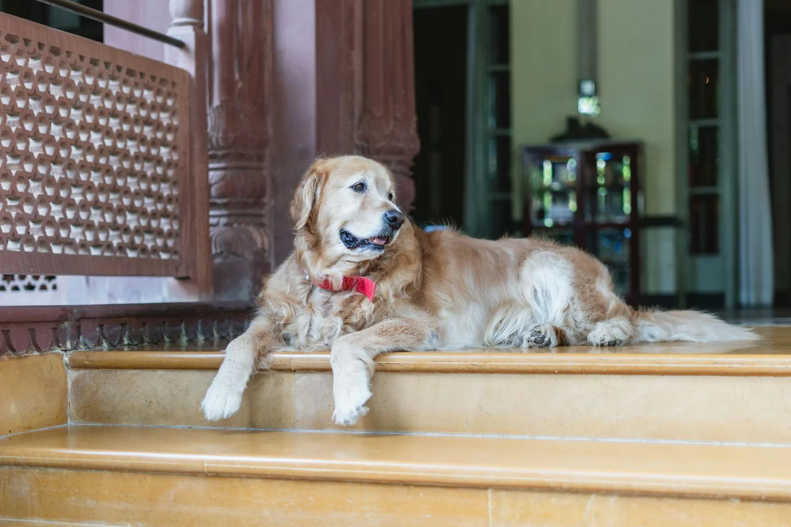 Buscar hoteles pet-friendly de verdad
