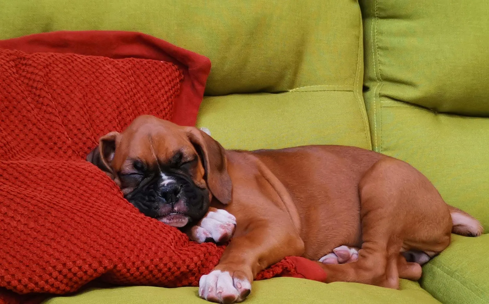 Juguetes seguros para cachorros: qué evitar