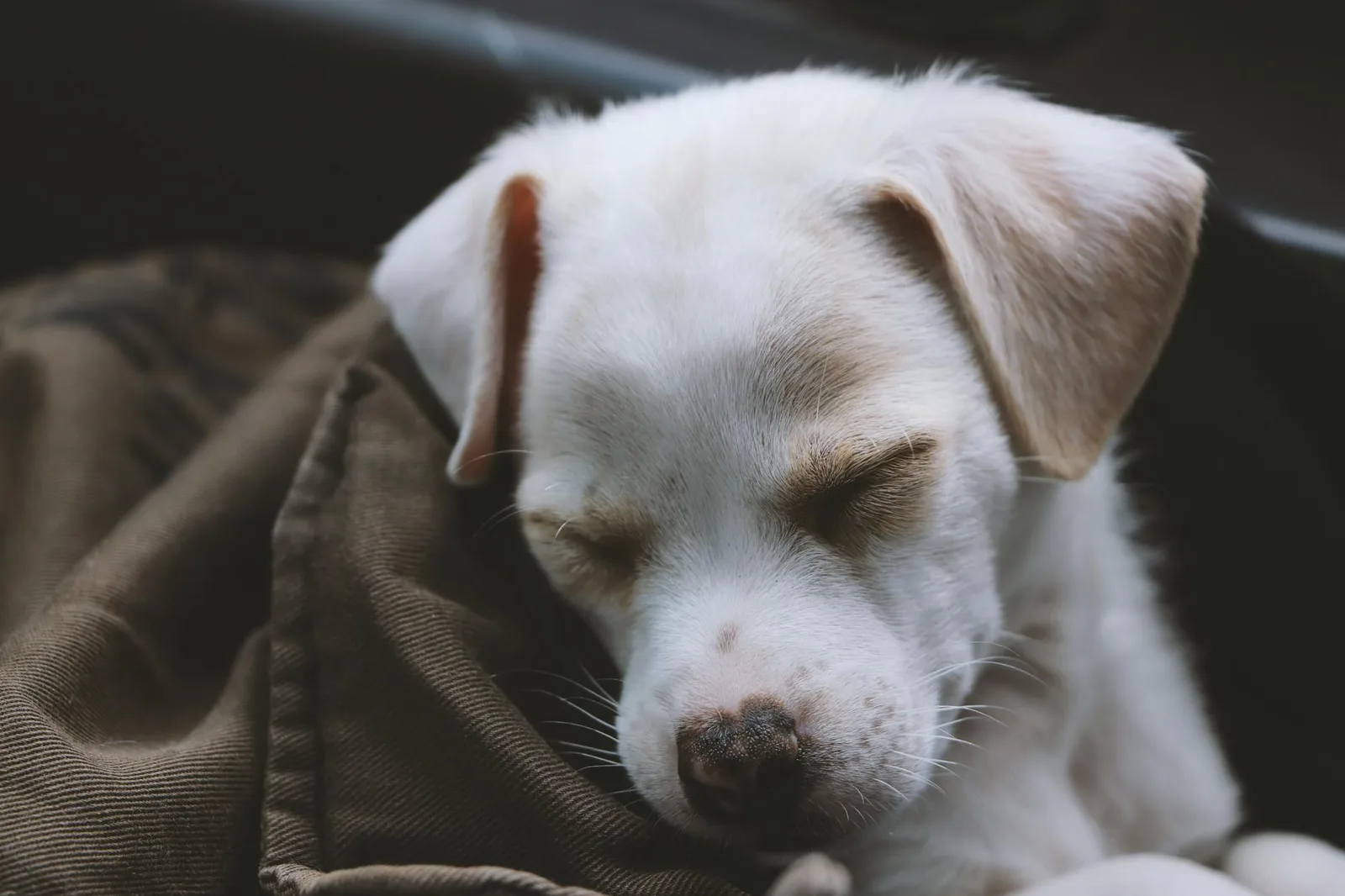 Lavar la cama, las mantas y los textiles del perro