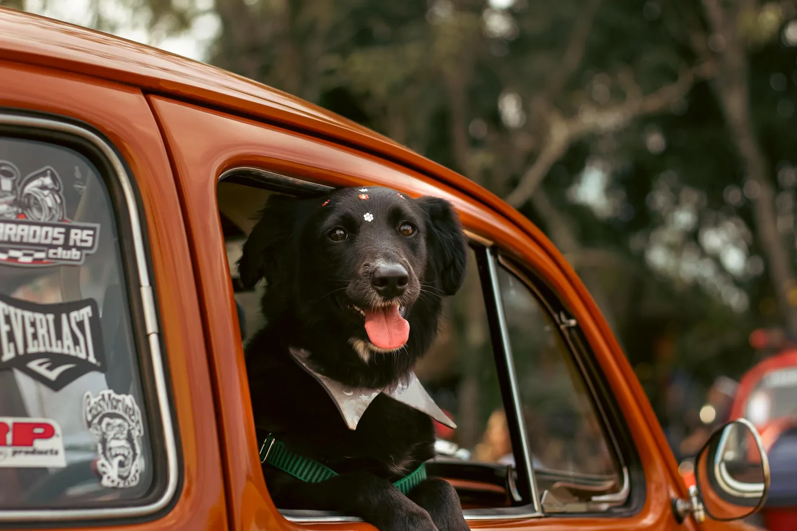 Acostumbrar al cachorro al coche sin marearse