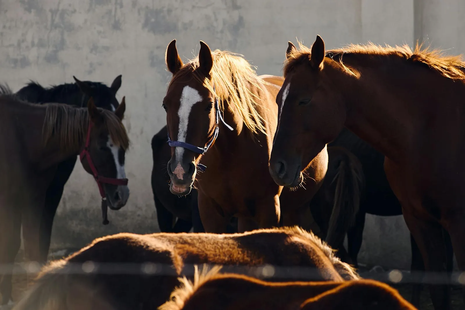 Perro con caballos, ovejas o gallinas