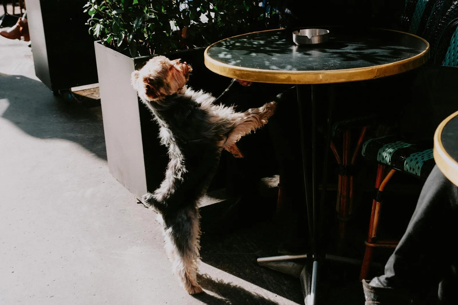 Modales en cafeterías y restaurantes pet-friendly