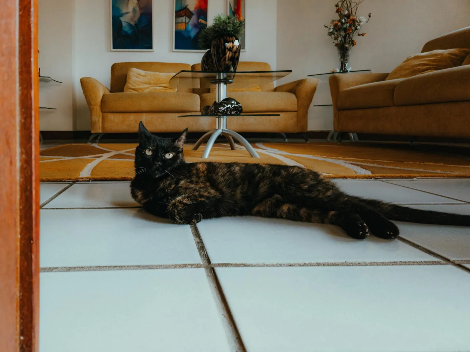 Presentar el perro y el gato en casa