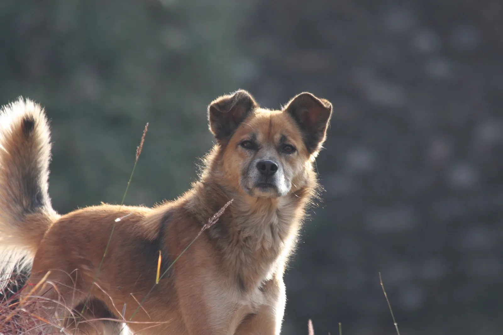 Preparar la primera estancia en residencia canina