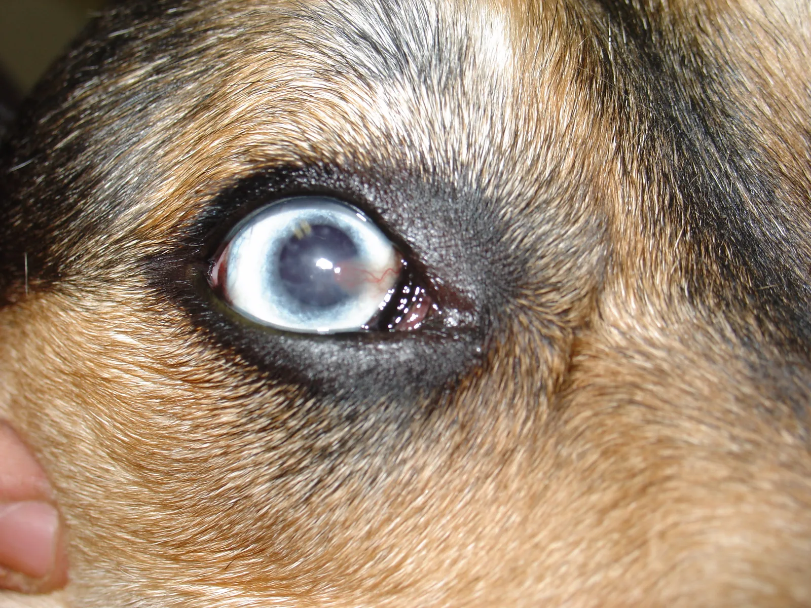 Queratitis superficial crónica