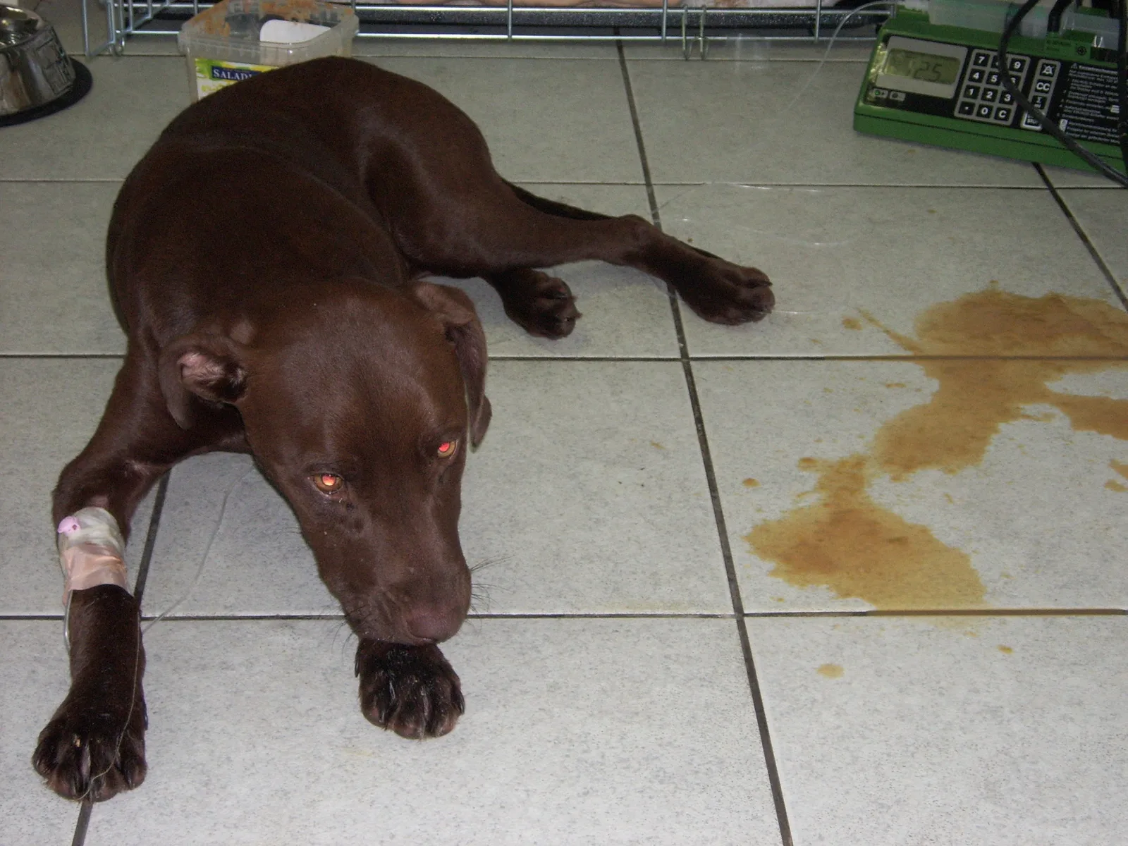 Icono de virus sobre fondo de pelaje canino
