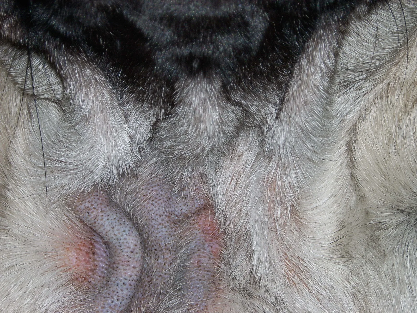 Sarna demodécica canina