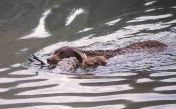 American Water Spaniel