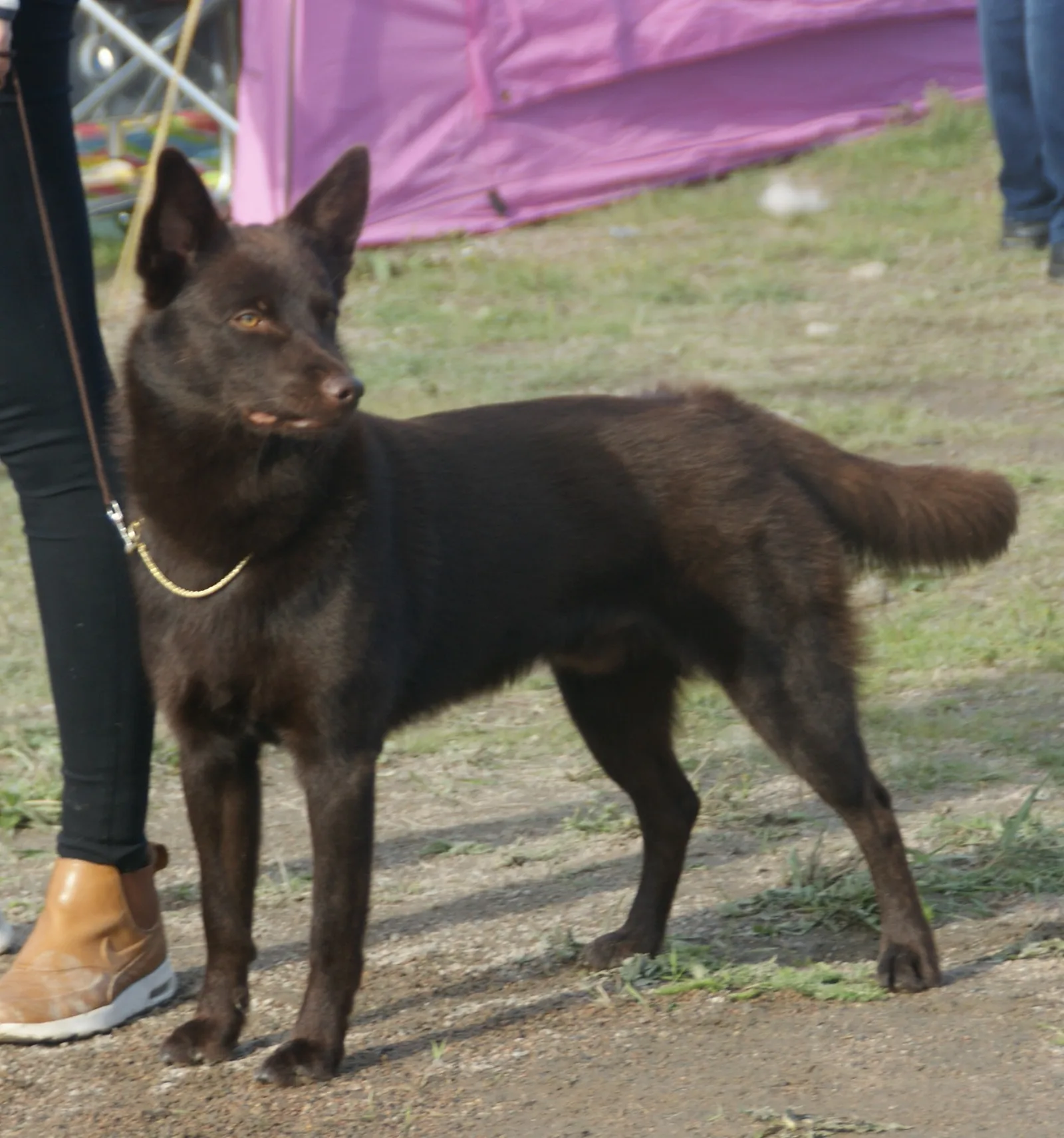 Kelpie Australiano