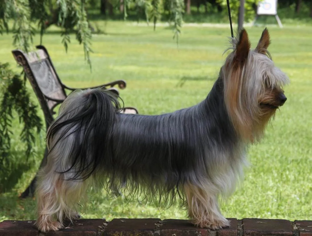 Australian Terrier