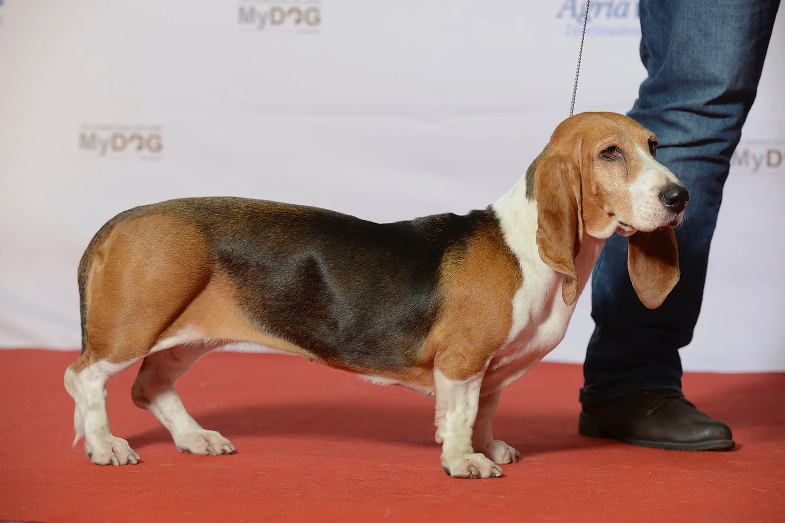 Basset Artesiano-Normando