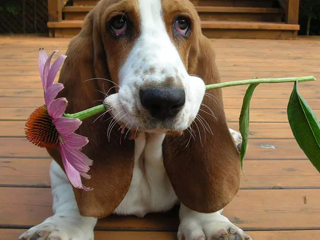Basset Hound