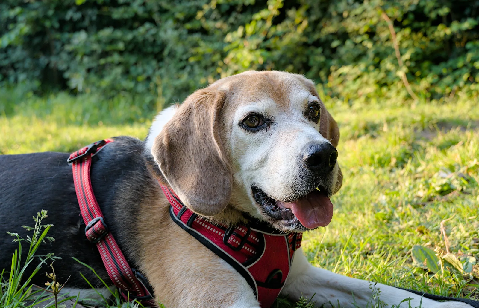 Beagle