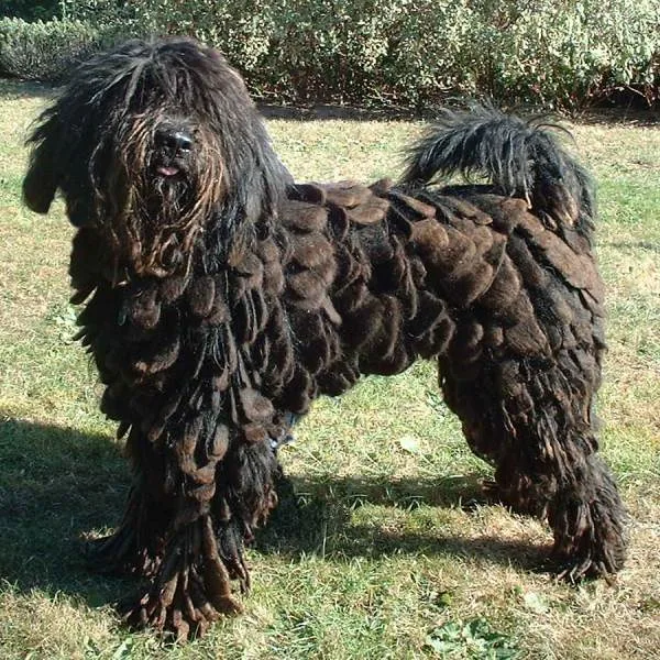 Pastor de Bergamasco