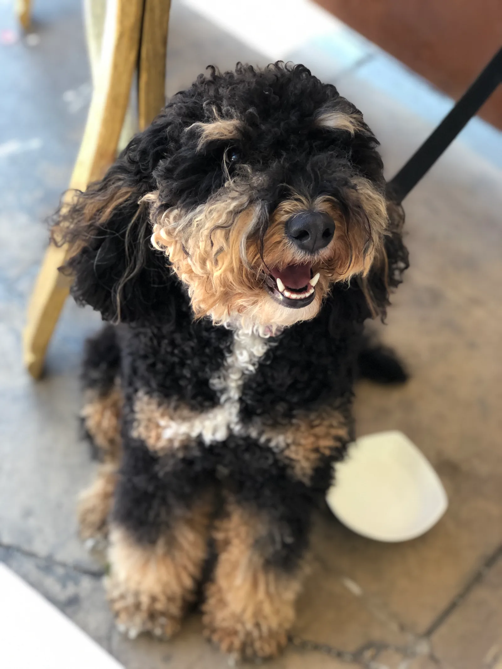 Bernedoodle