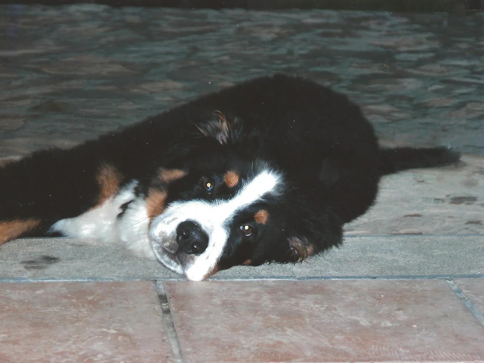 Boyero de Berna