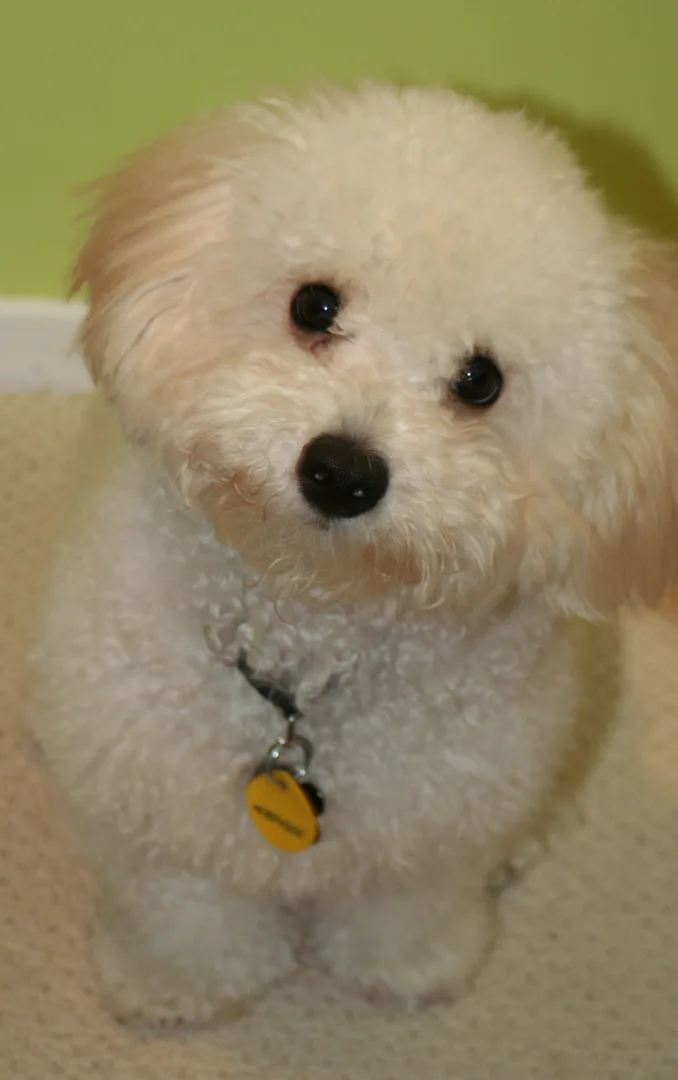 Bichón Boloñés